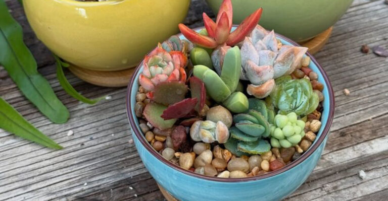 tiny succulent gardens