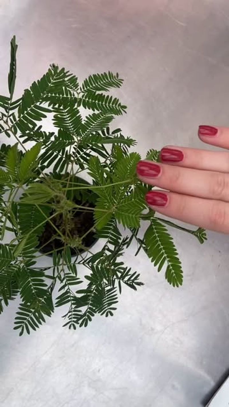 It's Famous For Responding Instantly To Touch