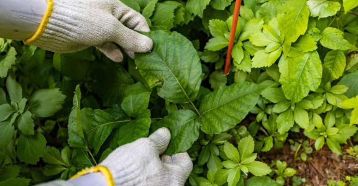 The Toxic Shrub That Keeps Popping Up Near Yard Fences In Ohio