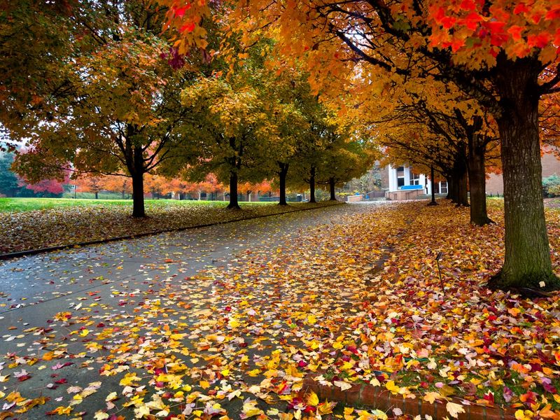 Local Ordinances May Require Leaf Removal From Streets