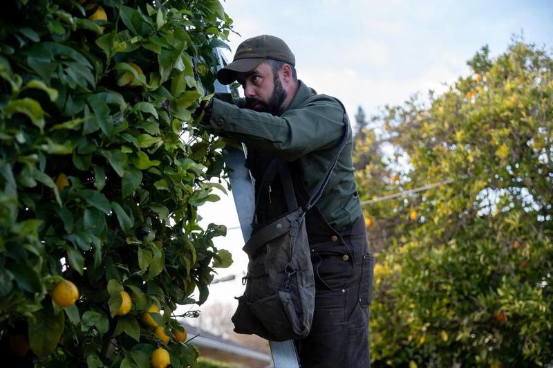 You Cannot Legally Pick Fruit Over Your Fence Without Permission