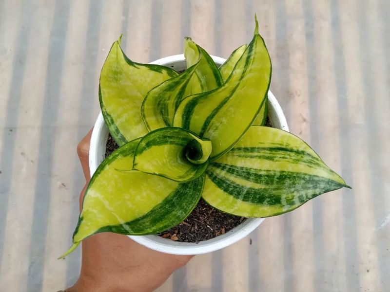 Why Slow Pot Rotation Changes How Snake Plants Grow
