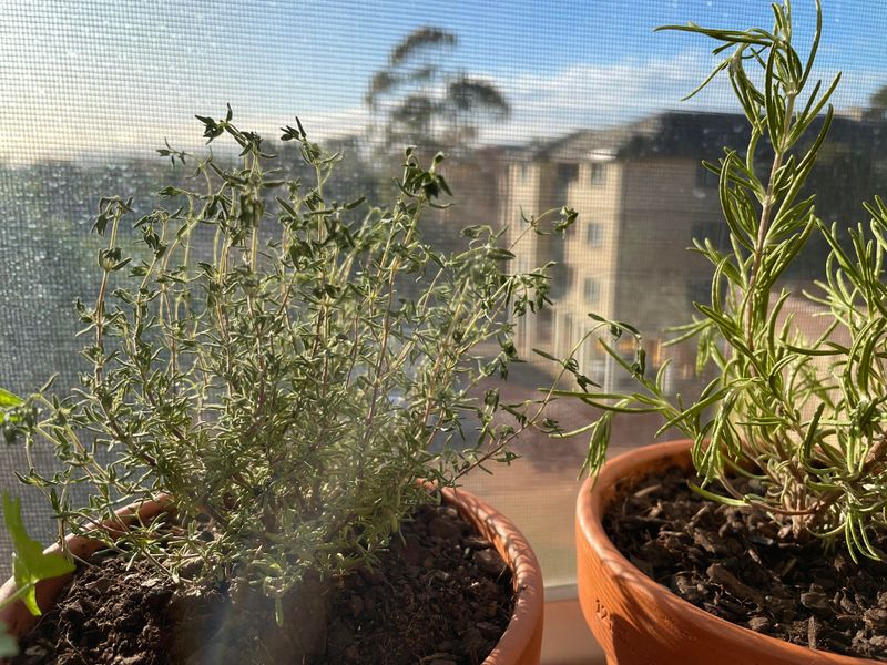 Why Your Cold Windowsill Can Actually Be Herb Heaven