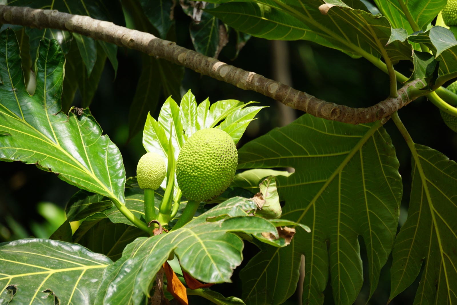 The Tropical Backyard Trend Taking Off In Hawaii