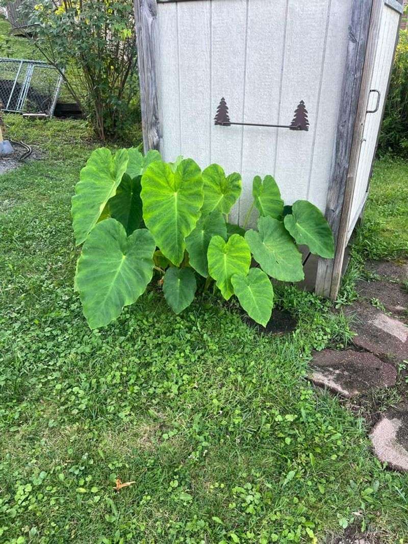 Ancient Hawaiian Wisdom Guides Modern Gardens