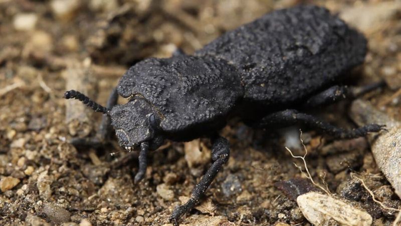 How Warm Nights Are Changing Beetle Behavior