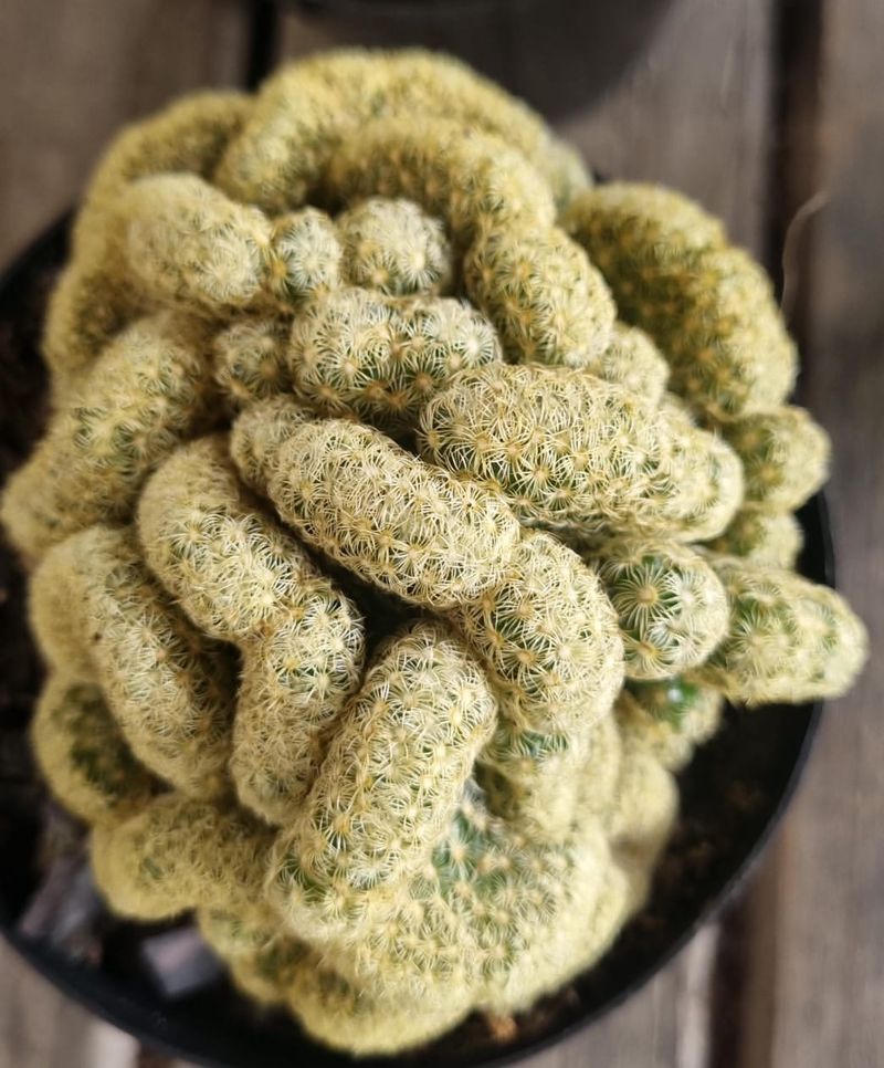 Perfect For Texas Heat And Drought Conditions