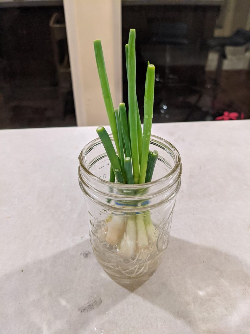 Green Onions Regrow In Just Days