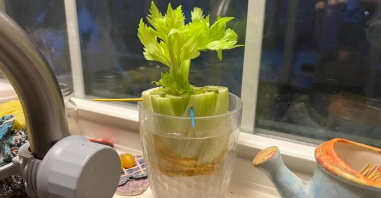 celery regrowing in water
