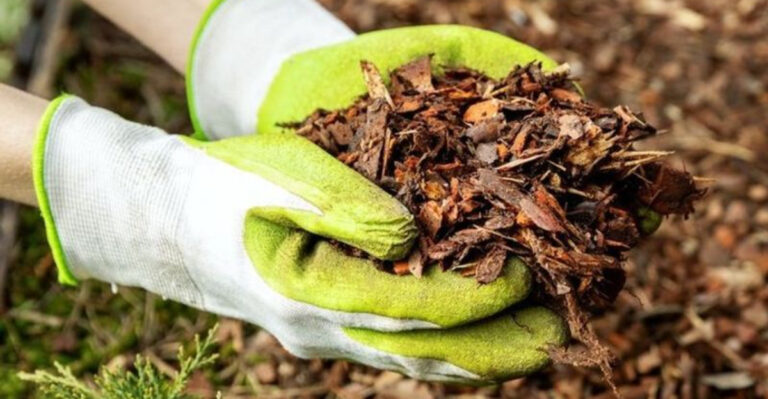 mulch in hands
