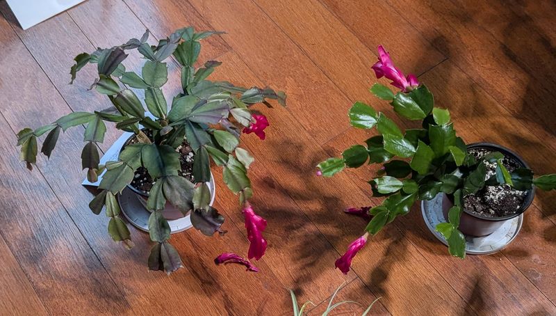 Water Only When The Top Inch Feels Completely Dry