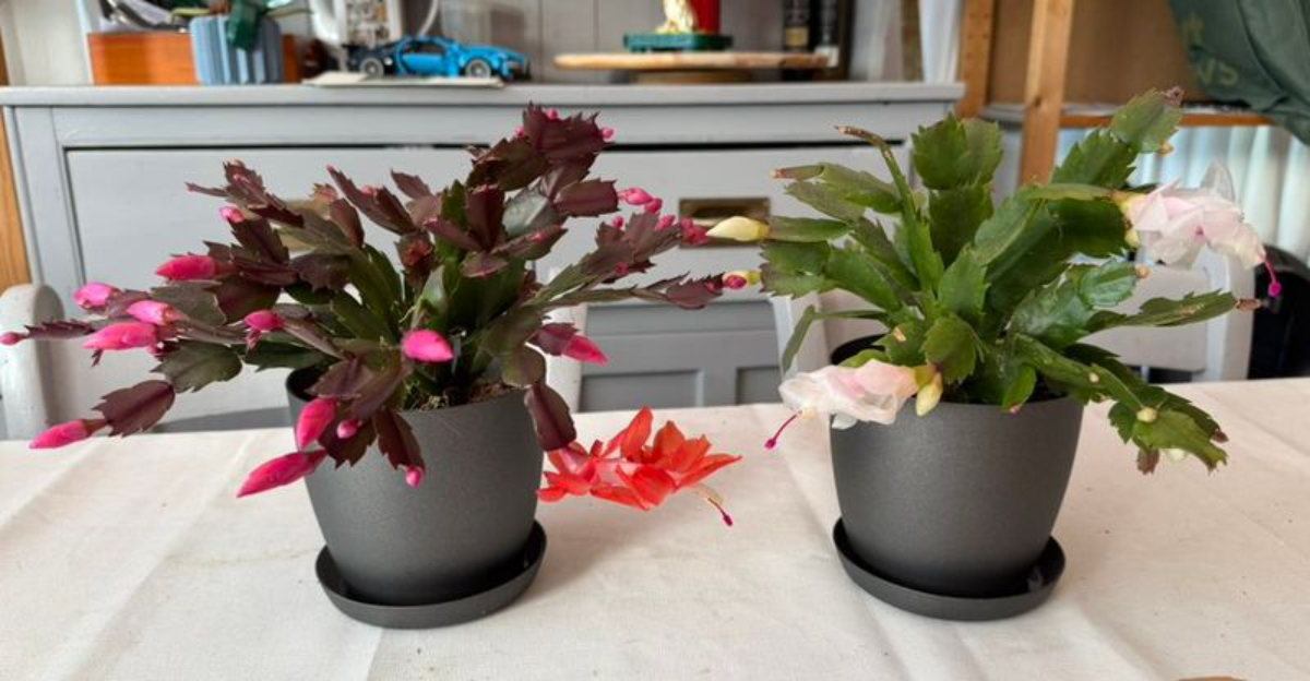 The Watering Habit North Carolina Gardeners Use For Fuller Christmas Cactus