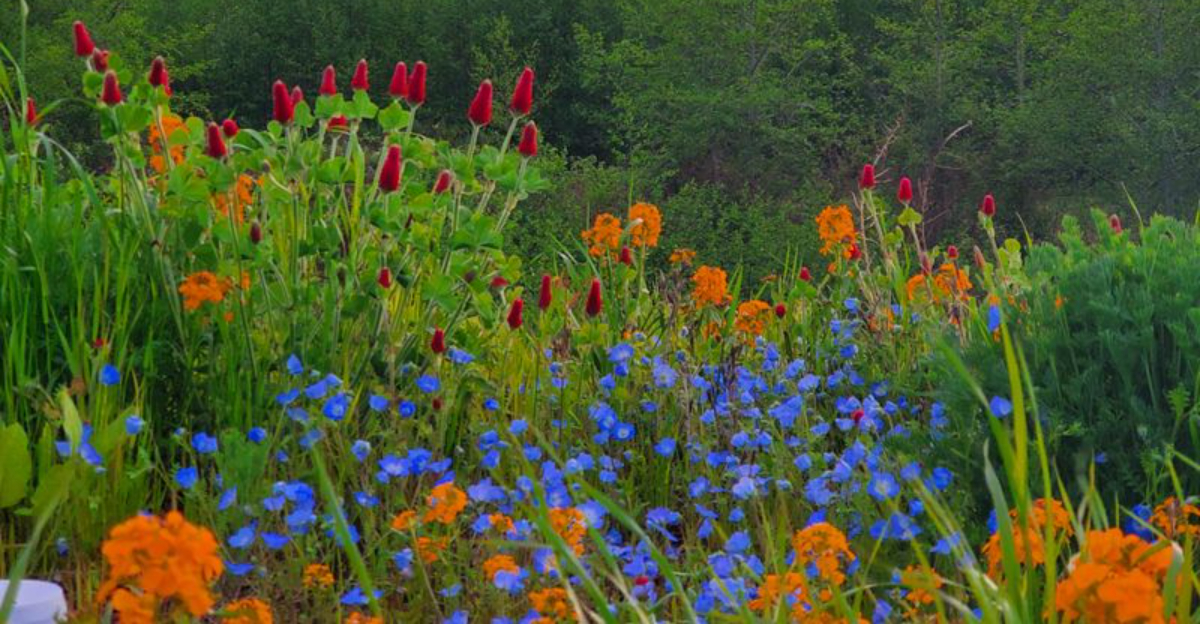 The Wild Meadow Yard Look That Transforms Michigan Suburbs
