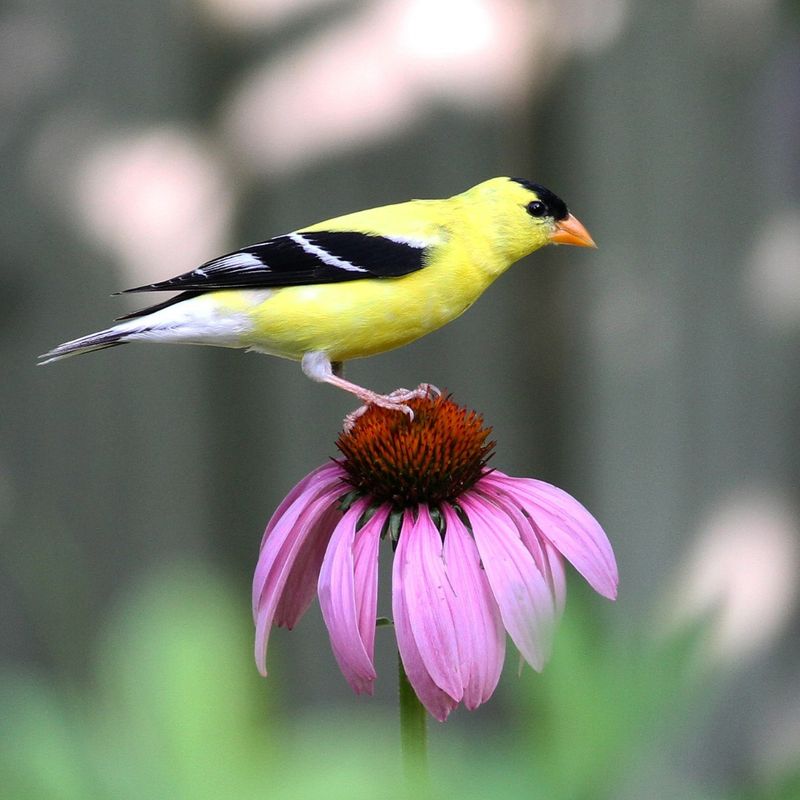 Goldfinches Devour Purple Coneflower Seeds Like Kids At A Birthday Party