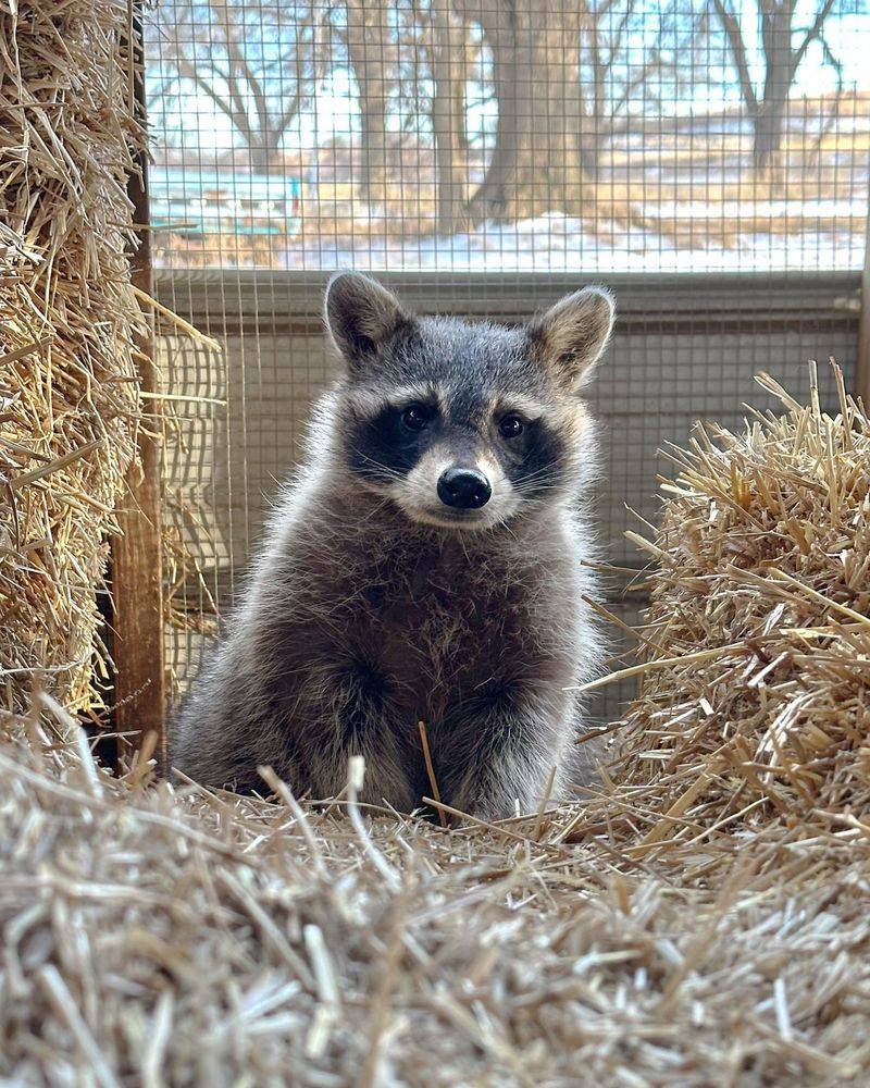 Understanding What Wildlife Shelters Really Are