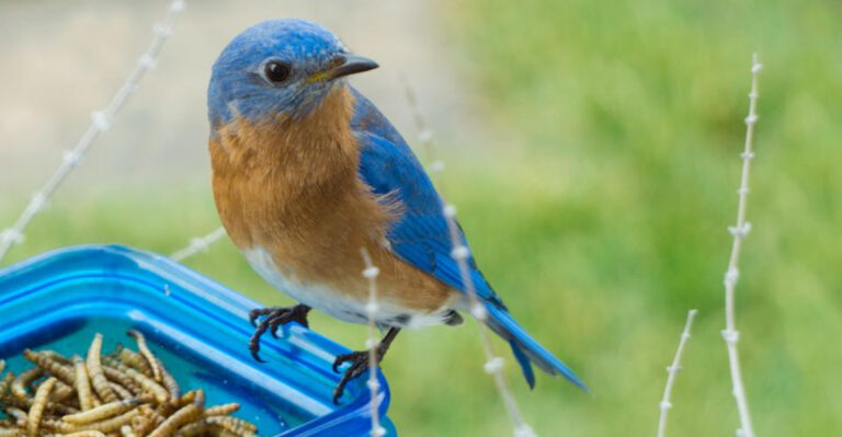 eastern bluebird