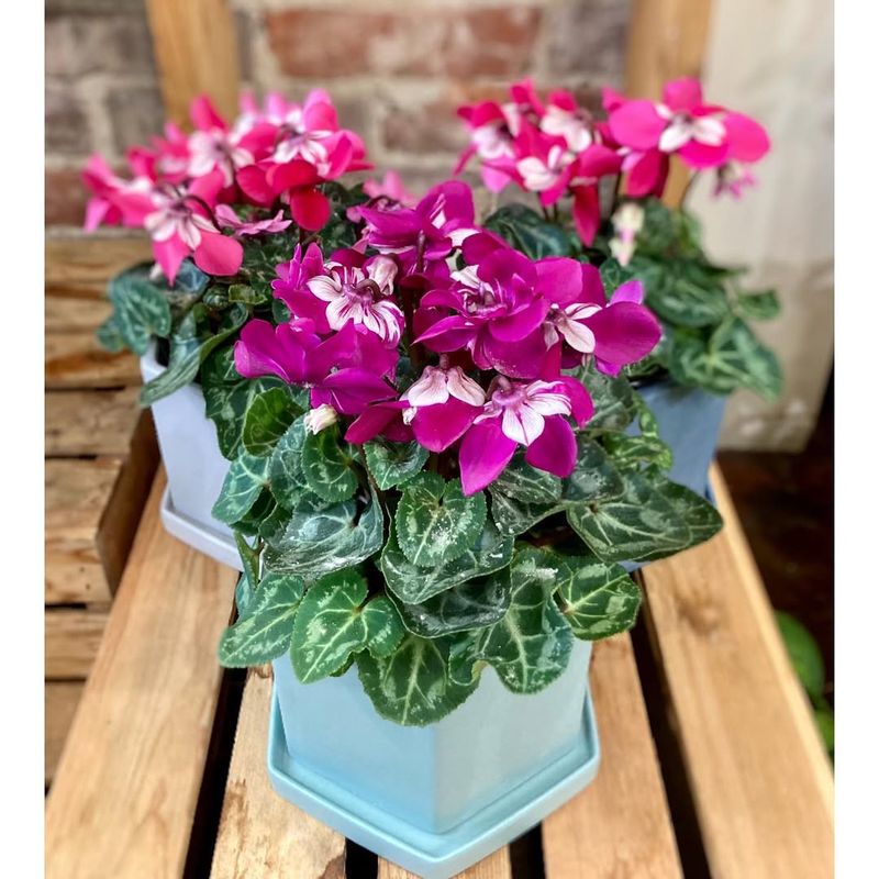 Why Cyclamen Thrives In Cooler Indoor Conditions