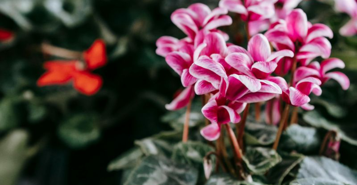 cyclamen