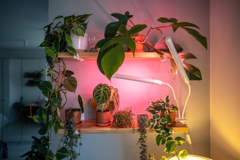 grow lights plants