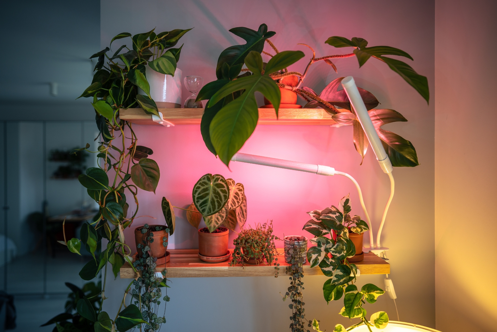 The Winter Grow Light Setup Michigan Gardeners Are Using To Keep Plants Alive Indoors
