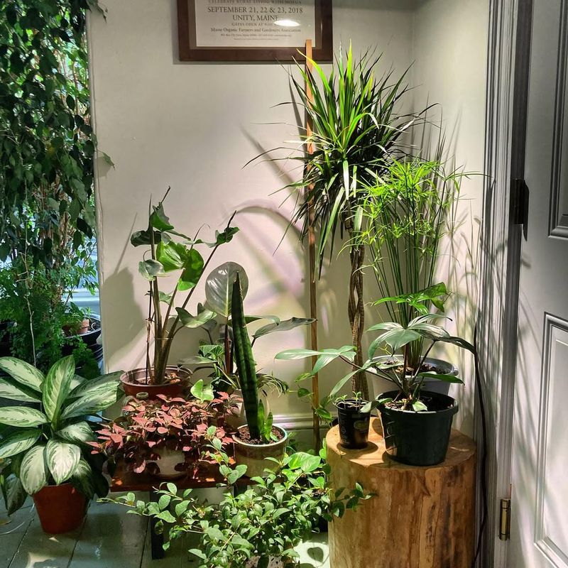 Assess Your Plant Collection And Light Needs