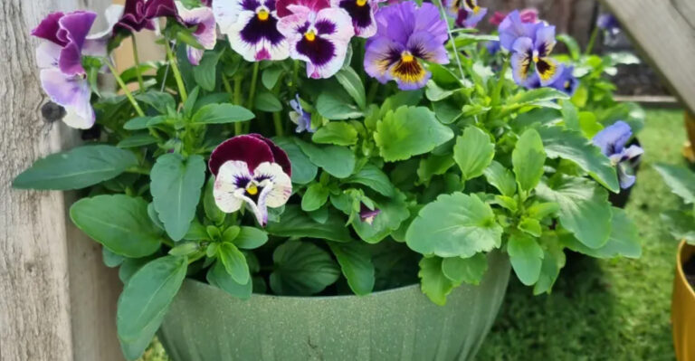 violas in hanging basket