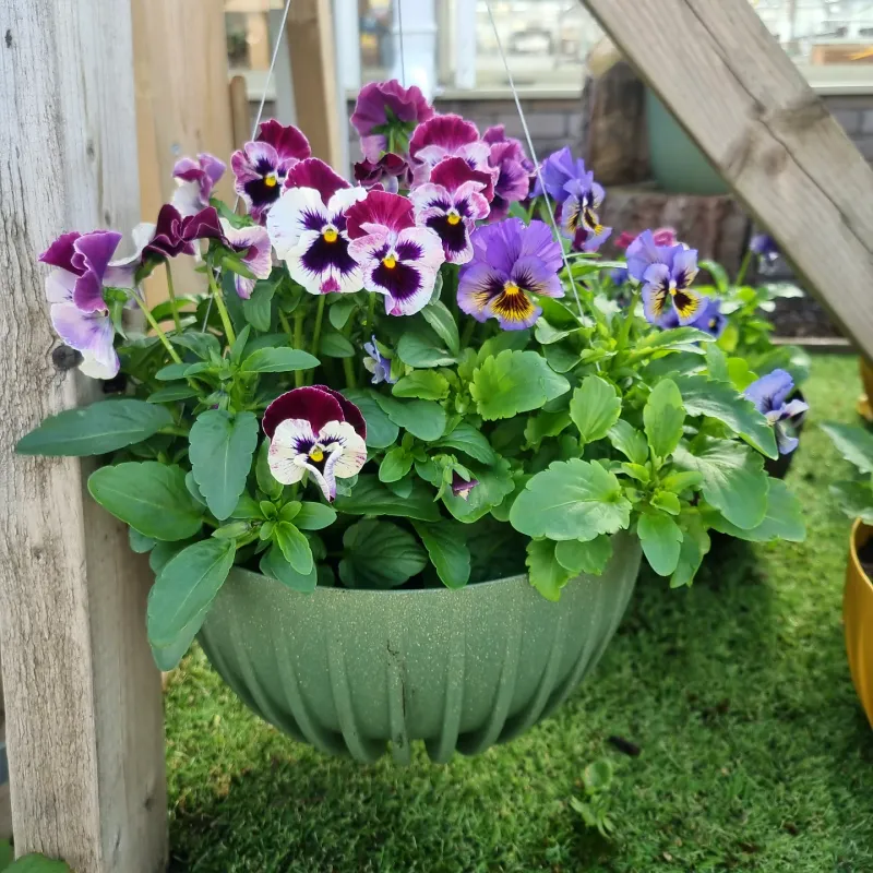 Winter Pansies