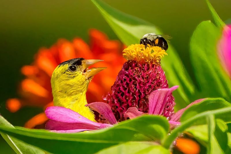 Plant Native Seed-Producing Flowers Throughout Your Garden