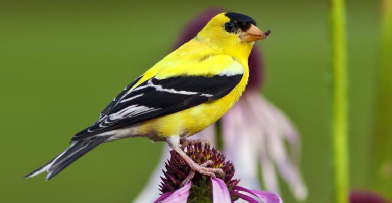 goldfinch