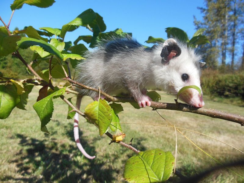 Food Sources Determine Whether Possums Stick Around