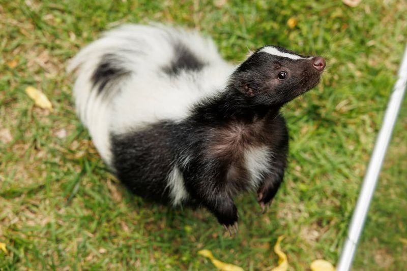 They're Actually Beneficial For Your Garden