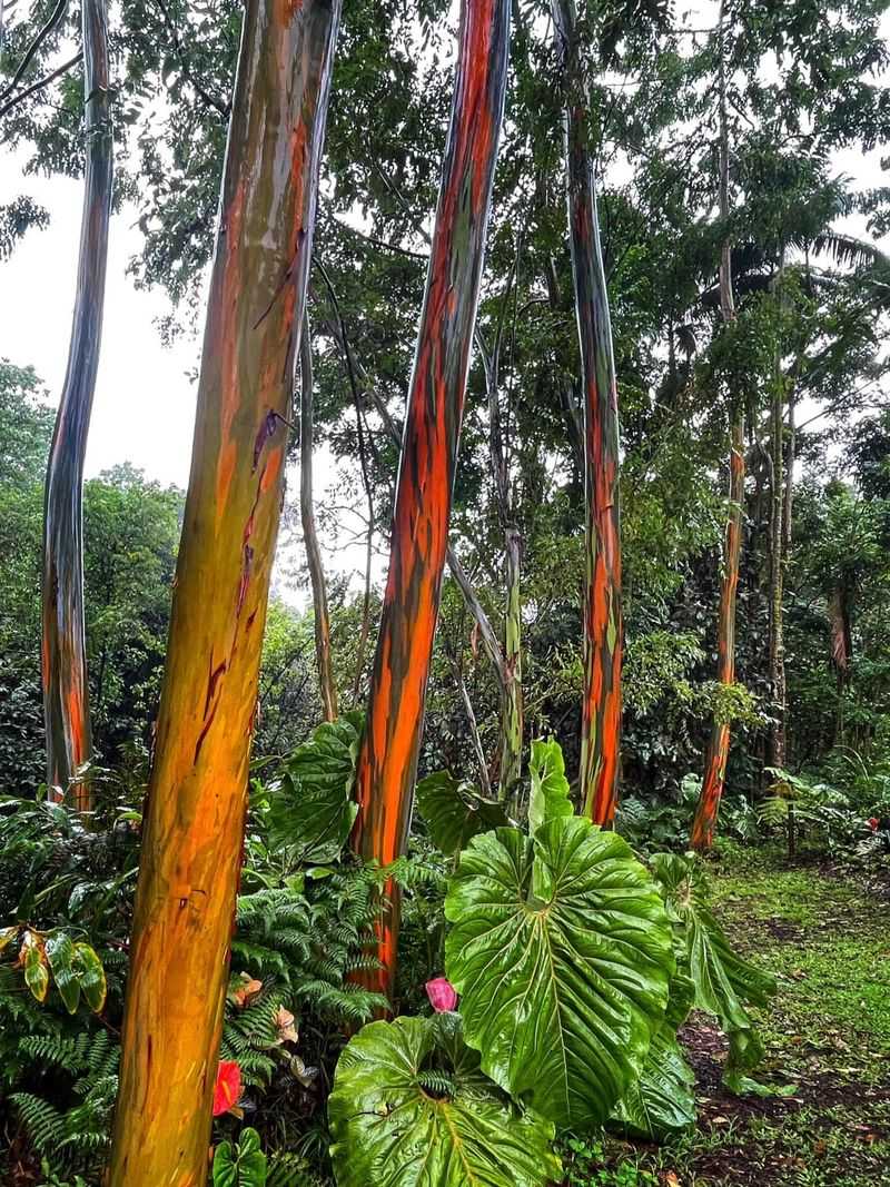 They Prefer Wet and Warm Growing Conditions