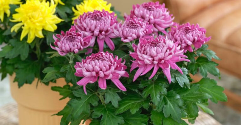 potted chrysanthemum indoors