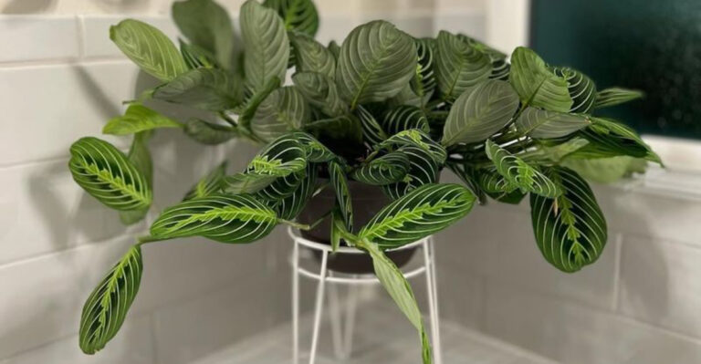 calathea plant in the bathroom