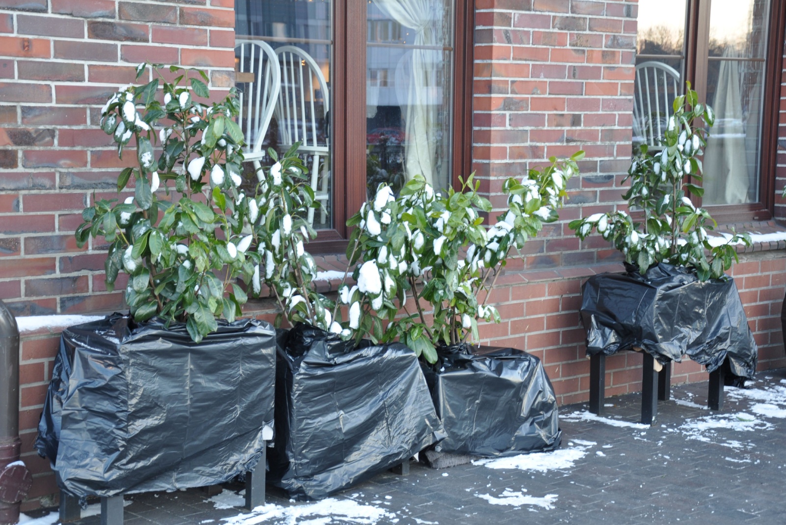 covered potted plants