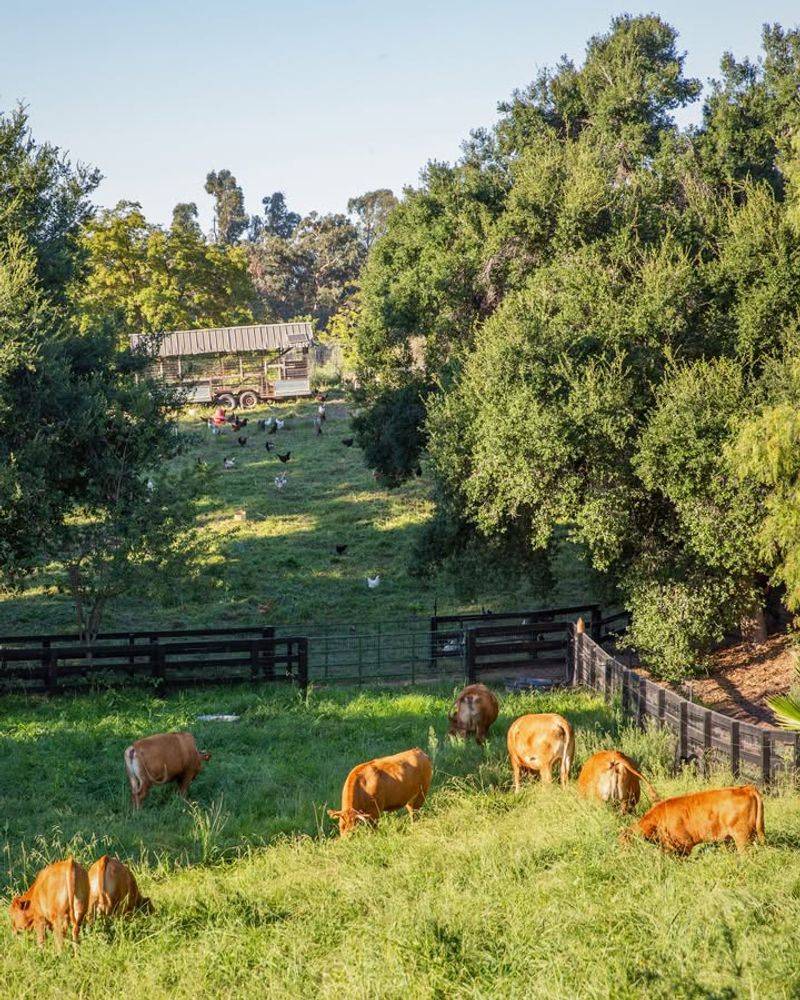 The Movement Started With Farmers Restoring Pastureland