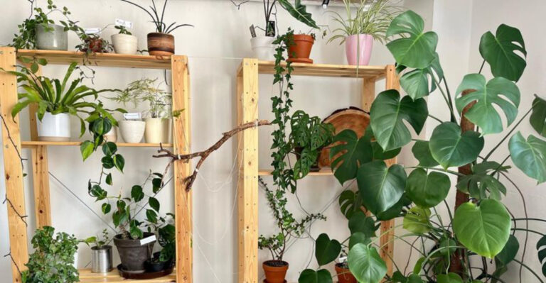 houseplants (featured image)