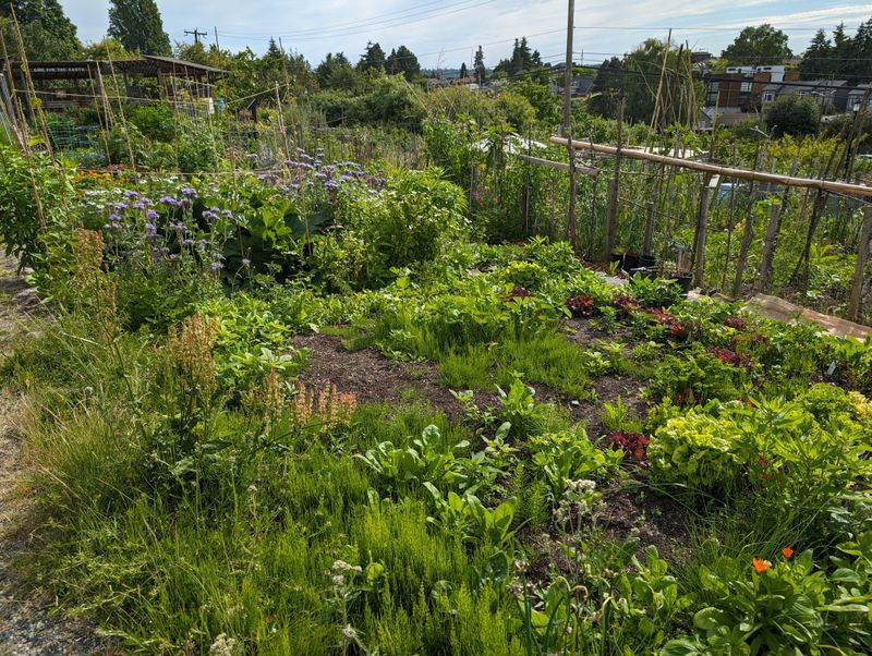 Beacon Hill Food Forest