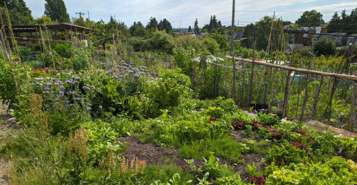 These Seattle Neighborhoods Offer Public Apple, Cherry, and Fig Trees — Google Maps Marks Their Exact Places