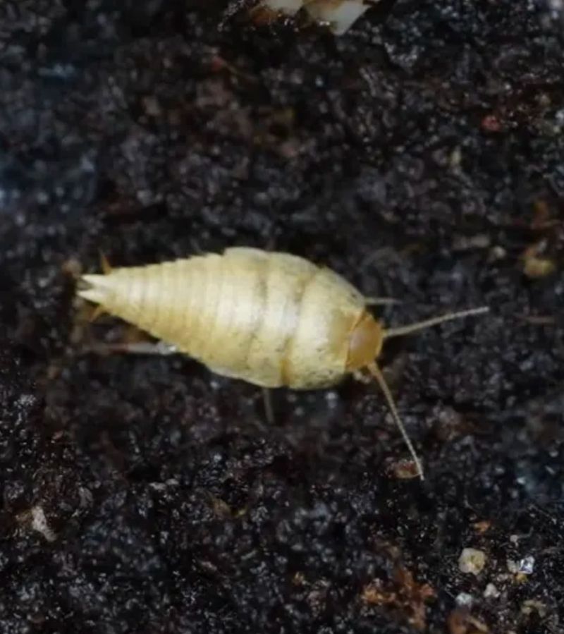 They Are Silverfish, Not Beetles Or Baby Roaches