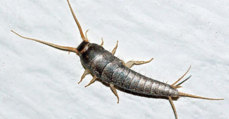 silverfish bug