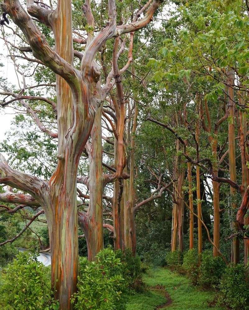 You Can Find Them on Multiple Hawaiian Islands