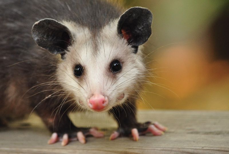 Possums Rarely Pose Any Real Danger To Humans