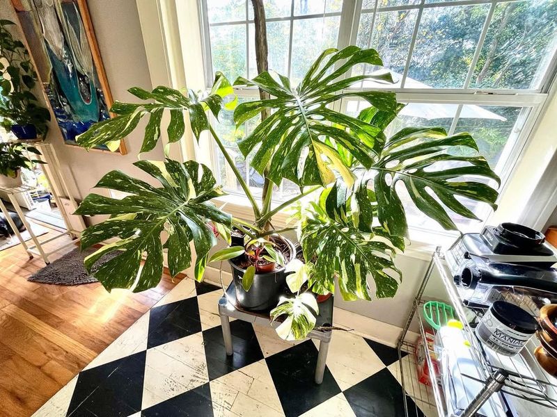 Social Media Influence Makes Them Desirable Status Symbols