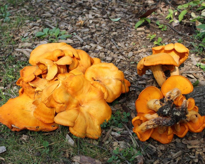 Not Safe to Eat Despite Tempting Looks