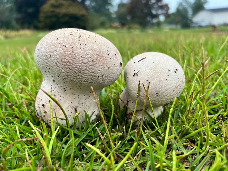 Giant Puffballs Are Completely Harmless To Your Lawn