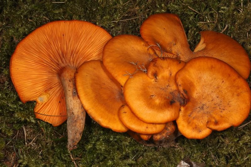 Found Throughout the Eastern United States