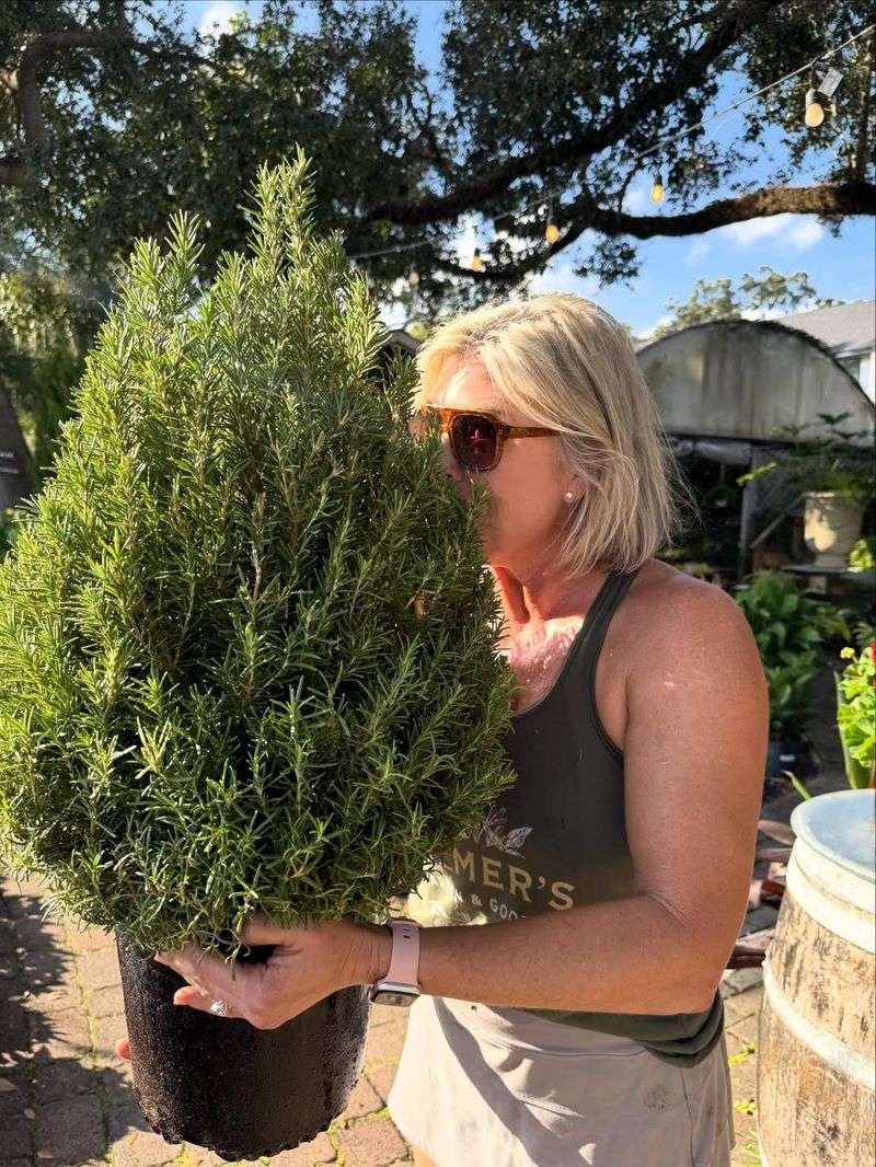 They Can Be Planted Outside In Spring