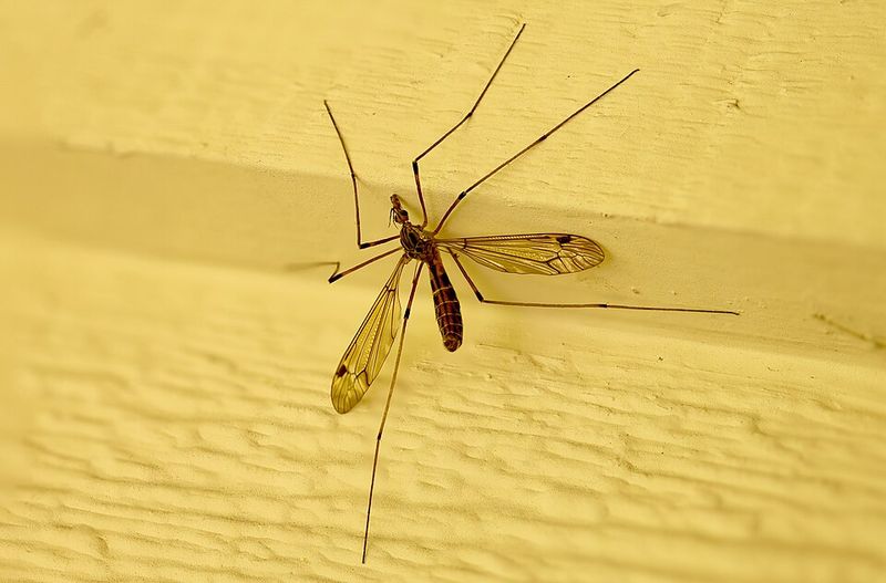 Larvae Can Damage Lawns In Large Numbers