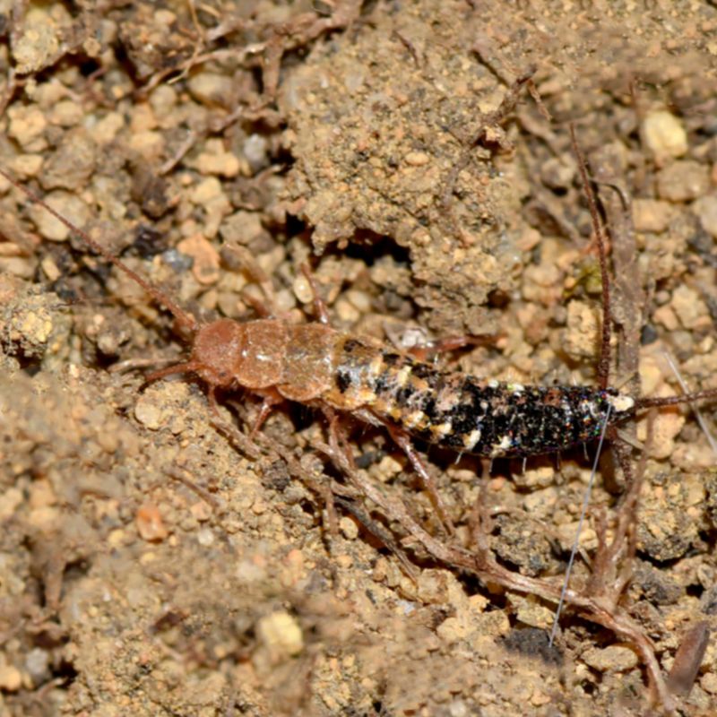 Silverfish Are Fast But Harmless